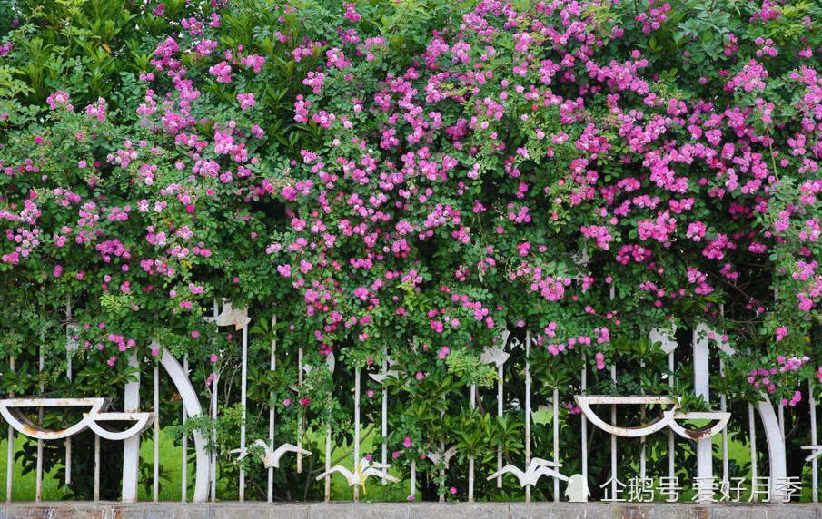 花開(kāi)滿(mǎn)墻的月季花墻有驚艷到你嗎？(圖1)